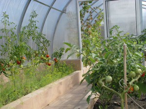 Murdarirea de tomate într-o seră pentru o recoltă bogată (Ce minerale) Tomatele fertilizate în seră pentru o recoltă bogată