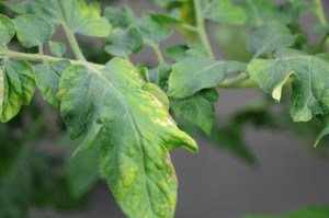 Murdărirea de tomate în seră pentru o recoltă bogată (murdărirea) Tomatele fertilizate în seră pentru o recoltă bogată