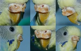 Scabie papagal