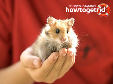 Ce ar trebui să fac în cazul în care hamsterul a scăpat din cușcă (do) Ce ar trebui să fac în cazul în care hamsterul a scăpat din cușcă