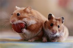 Hamsterii mananca la domiciliu 1