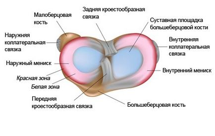 Care este meniscul genunchiului și a funcțiilor și a bolilor sale (a) Care este meniscul genunchiului și funcțiile și bolile sale