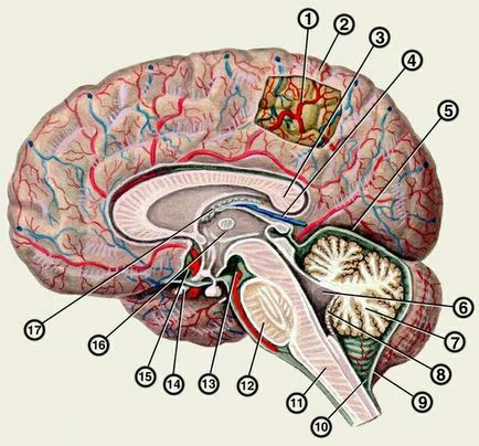 Care este creierul rezervorului, o clinica moderna pentru tratamentul bolilor nevrolgicheskih