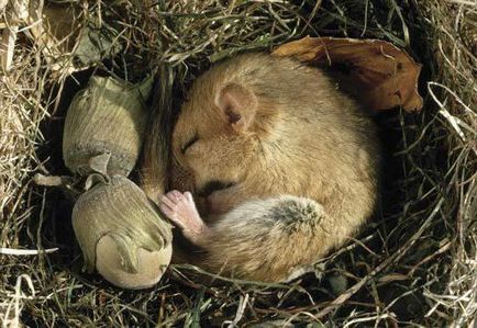 Ce este hibernare atunci când merg în hibernare urșii și alte animale (hibernare) Ce este hibernare atunci când merg în hibernare urșii și alte animale