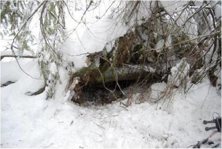 Ce este hibernare atunci cand intra in hibernare ursi si alte animale (a) Ce este hibernare atunci când merg în hibernare urșii și alte animale