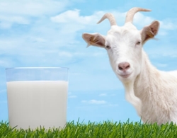 Care este știința animalelor (ceea ce creșterea animalelor) Care este știința animalelor