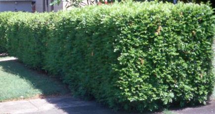Chubushnik (Jasmine Garden) de plantare și îngrijire în aer liber! Fotografie (aterizare) Chubushnik (Jasmine Garden) de plantare și îngrijire în aer liber! fotografie