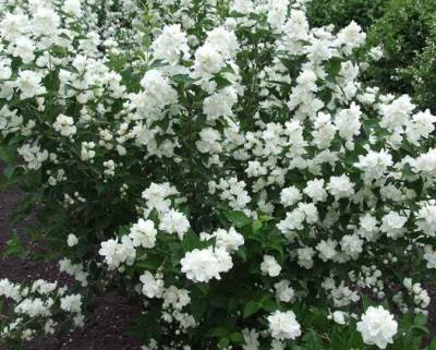 Chubushnik (Jasmine Garden) de plantare și îngrijire în aer liber! Fotografii (iasomie) Chubushnik (Jasmine Garden) de plantare și îngrijire în aer liber! fotografie