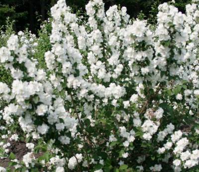 Chubushnik (Jasmine Garden) de plantare și îngrijire în aer liber! fotografie
