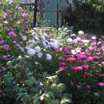 Flori de gradina (48 fotografii), în special frumoase grădini de flori, cum să faci o movilă de flori, foto și video