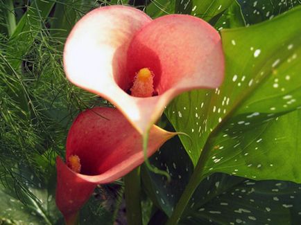 Flori Callas - plantare și îngrijire, fotografie calla, cultivare și depozitare; Casa Callas și în grădină, după calla