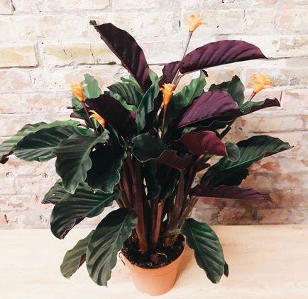 Flower Calathea, de îngrijire la domiciliu, vederi și plante fotografie