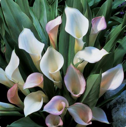 Calla flori - regulile de ingrijire pentru incepatori