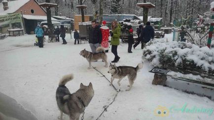 Excursie la canisa husky și câini de sanie - andiriney (Husky) Excursie la canisa husky și câini de sanie - andiriney