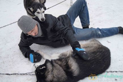 Excursie la canisa husky și câini de sanie - andiriney (Husky) Excursie la canisa husky și câini de sanie - andiriney