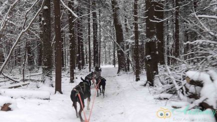 Excursie la canisa husky și câini de sanie - andiriney (tur) Excursie la canisa husky și câini de sanie - andiriney