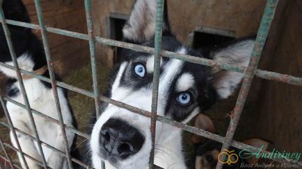 Excursie la canisa husky și câini de sanie - andiriney