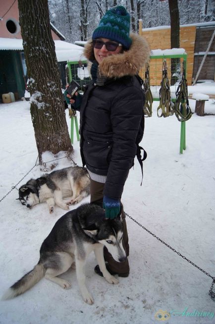 Excursie la canisa husky și câini de sanie - andiriney