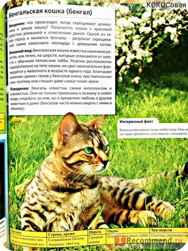 Enciclopedia Cat