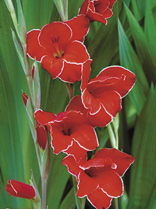 Plant Enciclopedia Gladiolus (gladiolus)