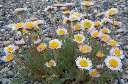 Erigeron fotografie, de plantare și îngrijire (Erigeron) Erigeron fotografie, de plantare și îngrijire