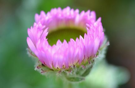 Foto Erigeron, de plantare și îngrijire (de îngrijire) Erigeron fotografie, de plantare și îngrijire