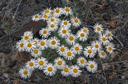 Erigeron fotografie, de plantare și îngrijire (Erigeron) Erigeron fotografie, de plantare și îngrijire