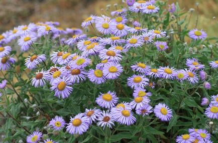Foto Erigeron, de plantare și îngrijire (de îngrijire) Erigeron fotografie, de plantare și îngrijire