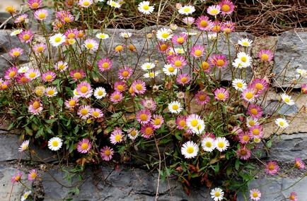 Foto Erigeron, de plantare și îngrijire (de îngrijire) Erigeron fotografie, de plantare și îngrijire