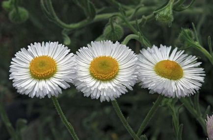 Foto Erigeron, de plantare și îngrijire (de îngrijire) Erigeron fotografie, de plantare și îngrijire