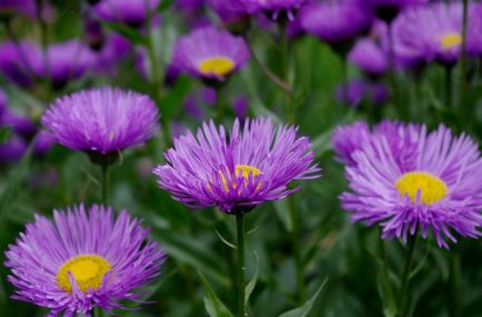 Erigeron fotografie, de plantare și îngrijire (Erigeron) Erigeron fotografie, de plantare și îngrijire