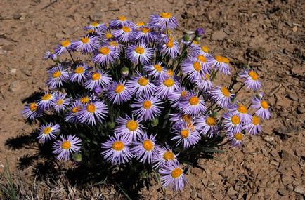Erigeron fotografie, de plantare și îngrijire (Erigeron) Erigeron fotografie, de plantare și îngrijire
