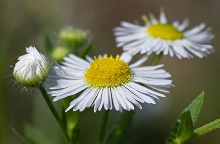 Foto Erigeron, de plantare și îngrijire (de îngrijire) Erigeron fotografie, de plantare și îngrijire