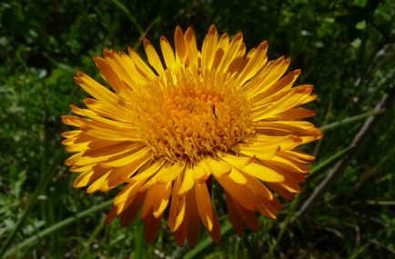 Erigeron fotografie, de plantare și îngrijire (Erigeron) Erigeron fotografie, de plantare și îngrijire