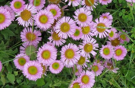 Foto Erigeron, de plantare și îngrijire (de îngrijire) Erigeron fotografie, de plantare și îngrijire