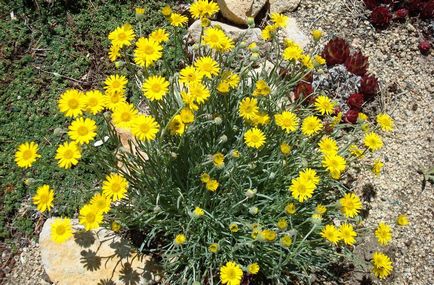 Foto Erigeron, de plantare și îngrijire (de îngrijire) Erigeron fotografie, de plantare și îngrijire