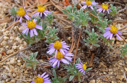 Erigeron fotografie, de plantare și îngrijire (Erigeron) Erigeron fotografie, de plantare și îngrijire