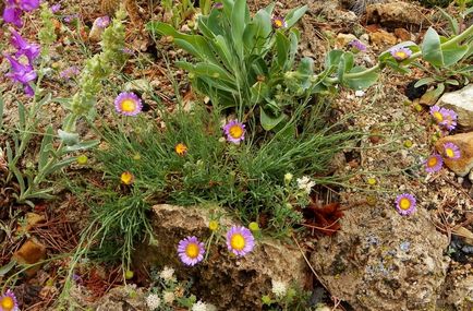 Erigeron fotografie, de plantare și îngrijire (Erigeron) Erigeron fotografie, de plantare și îngrijire