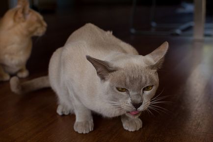 În cazul în care o pisica vomită ce să facă blog veterinarii - belanta