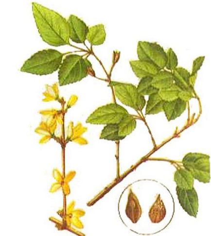 Forsythia (forsythia) specii cu o fotografie, cultivare, îngrijire, tăiere, iernare, de reproducție