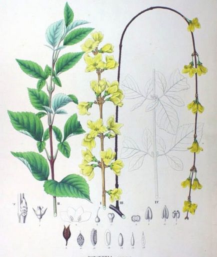 Forsythia (forsythia) specii cu o fotografie, cultivare, îngrijire, tăiere, iernare, de reproducție