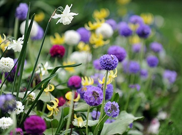 Fotografii Flori de primăvară, primăvară floare-pat, flori preferate