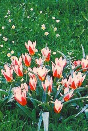 Fotografii Flori de primăvară, primăvară floare-pat, flori preferate