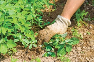 iarbă de gazon, atunci când pentru a planta iarba de gazon cu mâinile sale - în primăvara sau toamna, atunci când să semene, consumul