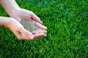 iarbă de gazon, atunci când pentru a planta iarba de gazon cu mâinile sale - în primăvara sau toamna, atunci când să semene, consumul