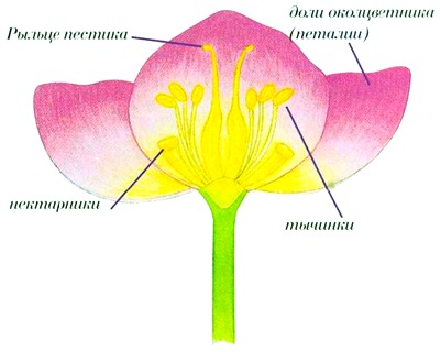 Hibridare, plante metisaj