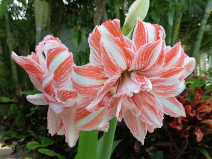 cultivare Hippeastrum și de îngrijire la domiciliu