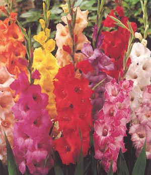 plantare Gladiole și de îngrijire, specii și soiuri, fotografie (de îngrijire) plantare Gladiole și de îngrijire, specii și varietăți, fotografii