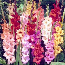 plantare Gladiole și de îngrijire, specii și soiuri, fotografie (Gladiole îngrijire) plantare Gladiole și de îngrijire, specii și varietăți, fotografii