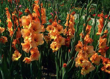 plantare Gladiole și de îngrijire, specii și soiuri, fotografie (soi) plantare Gladiole și de îngrijire, specii și varietăți, fotografii